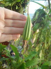 Bulbophyllum longiscapum