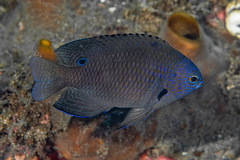 Blue-Scribbled Damselfish photo 3