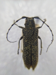 Saperda carcharias