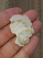 Tonna tankervillii