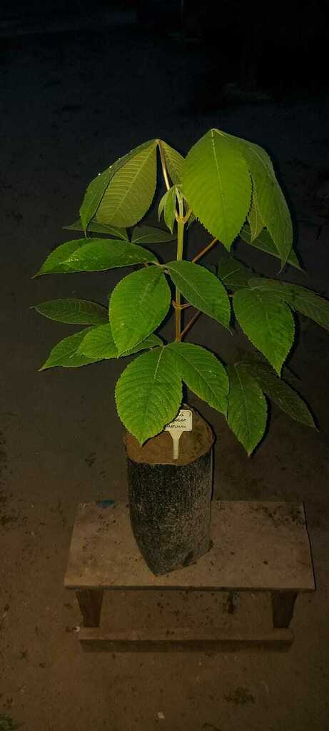 Foto de Piquiá