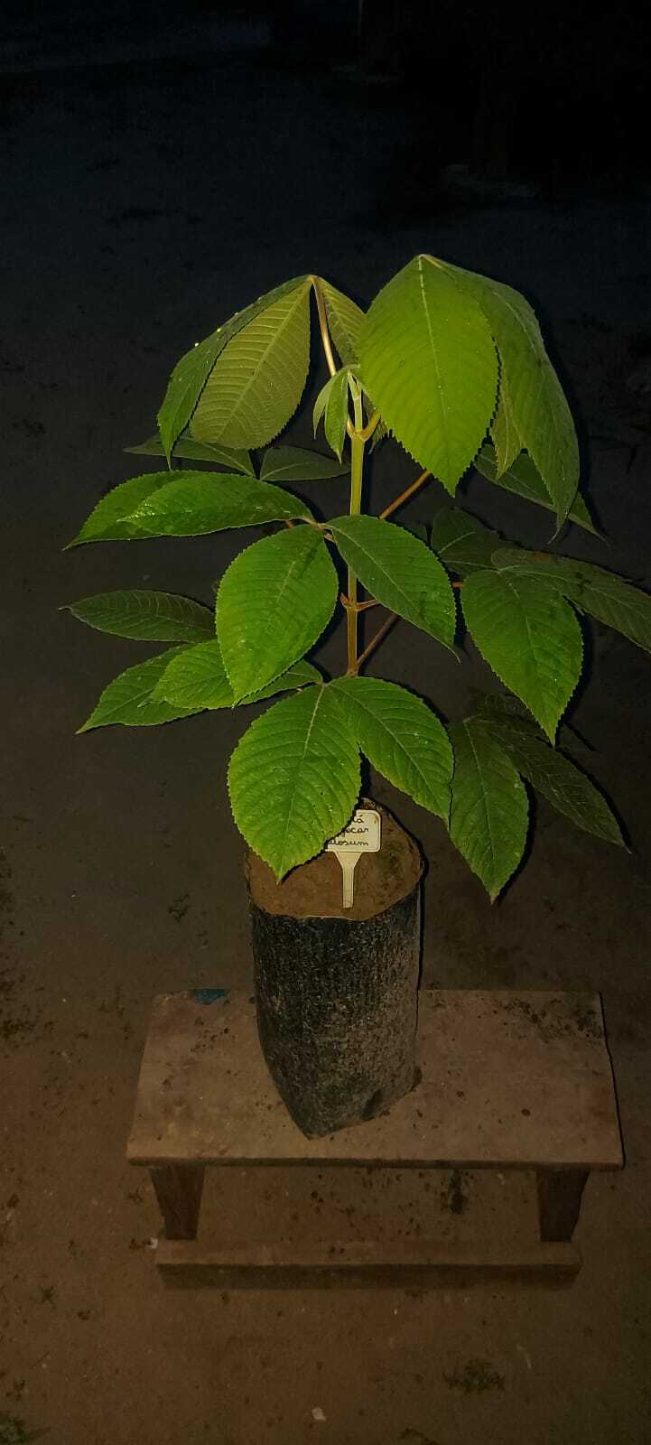 Imagem de Piquiá