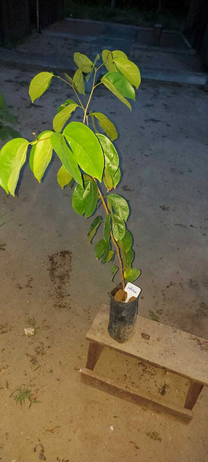 Imagem de Jatobá