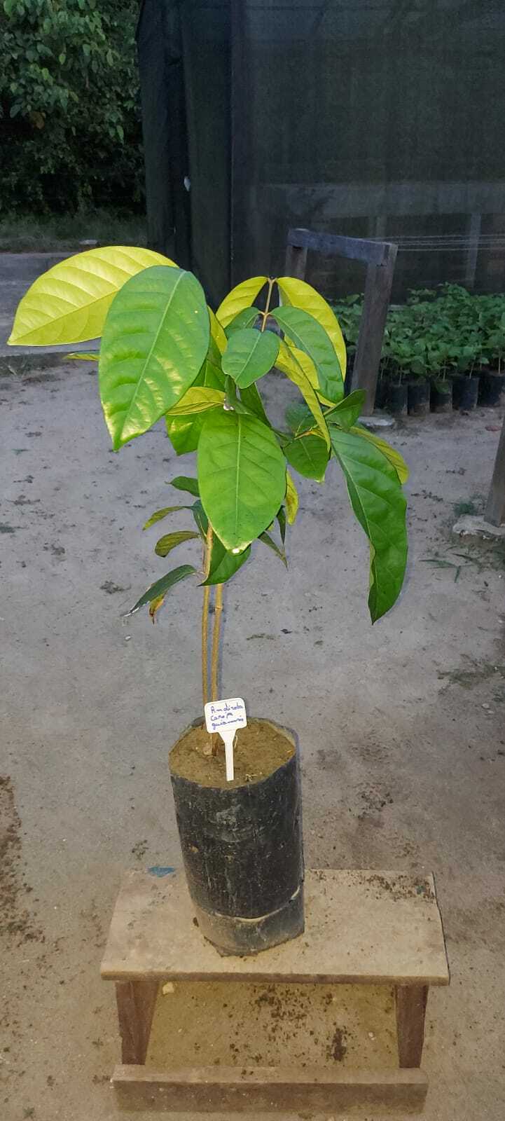 Imagem de Andiroba