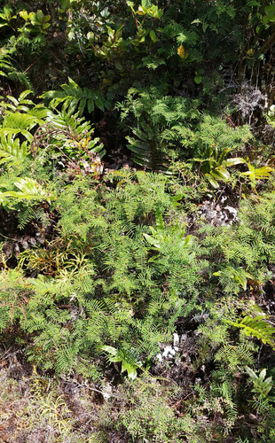 Gleichenia inclusisora (Gleichenia inclusisora)