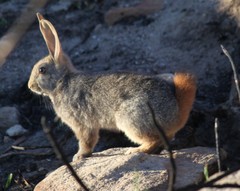 Pronolagus saundersiae