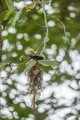 Cymbirhynchus macrorhynchos