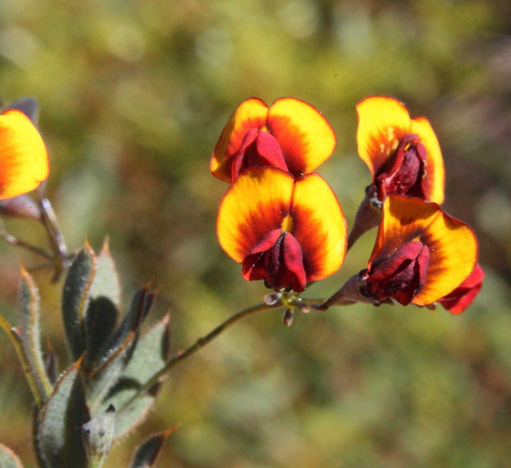 Daviesia pedunculata