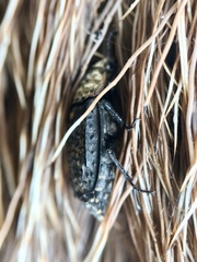 Thanatophilus lapponicus