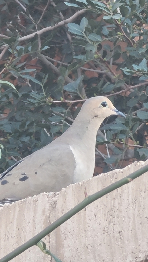 Mourning Dove from Miramonte at the River, Tucson, AZ, USA on February