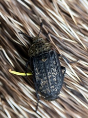 Thanatophilus lapponicus