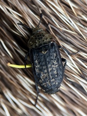 Thanatophilus lapponicus