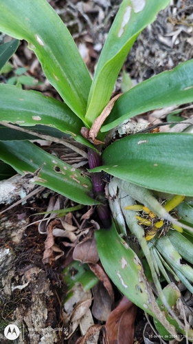 Succulent spiderwort (Tradescantia crassula)