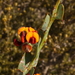 Daviesia quadrilatera - Photo (c) geoffbyrne，保留部份權利CC BY-NC