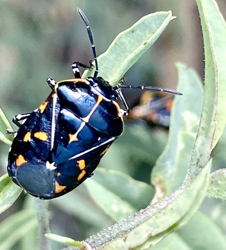 iNaturalist observation photo of Harlequin Bug