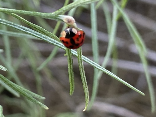 iNaturalist observation photo of Asian Lady Beetle