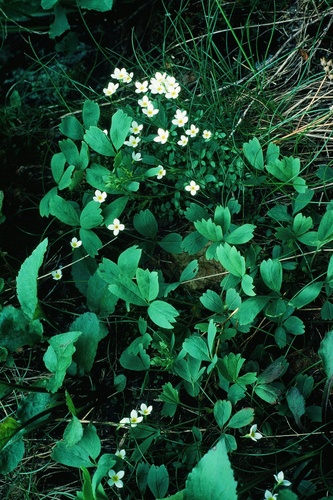 Sibbaldia procumbens iNat (1)