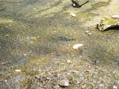 Papilio castor formosanus