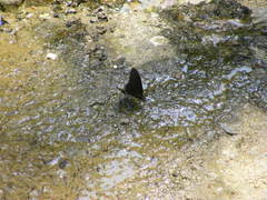Papilio castor formosanus