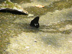Papilio castor formosanus