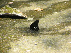 Papilio castor formosanus