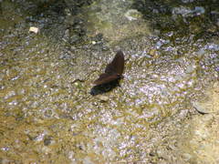 Papilio castor formosanus