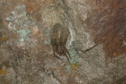 Pacific Ghost Spider