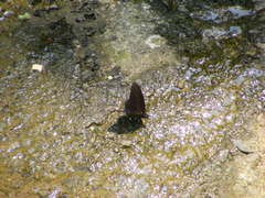 Papilio castor formosanus