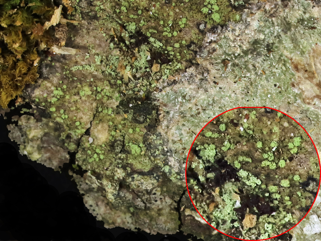 Greenish-brown Pepper-spore Lichen