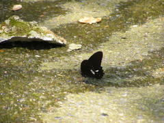 Papilio castor formosanus