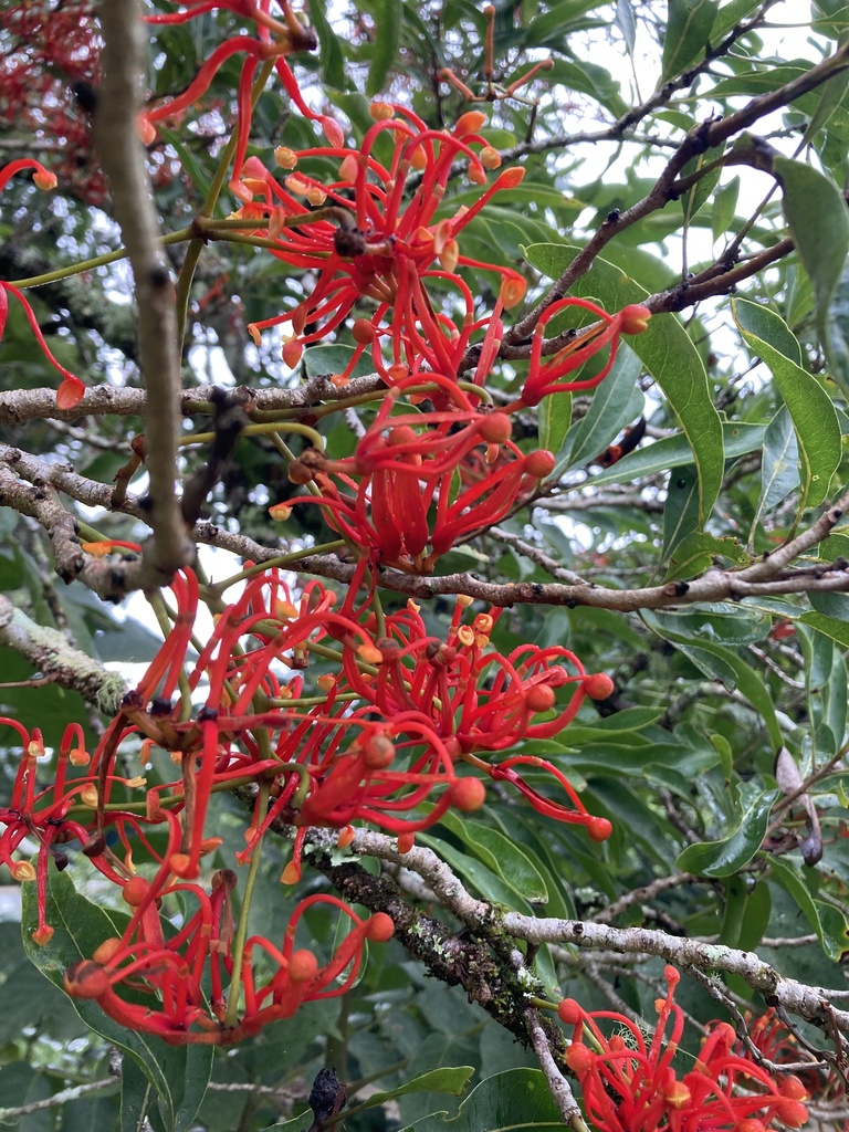 Firewheel tree from Rocky Creek Dam Rd, Dunoon, NSW, AU on February 10 ...