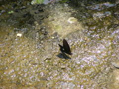 Papilio castor formosanus