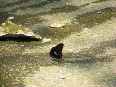 Papilio castor formosanus