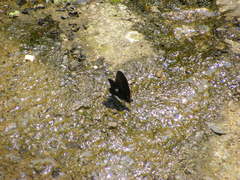 Papilio castor formosanus