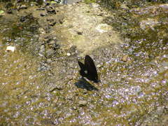 Papilio castor formosanus