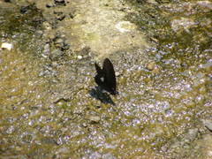 Papilio castor formosanus