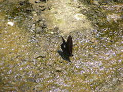 Papilio castor formosanus
