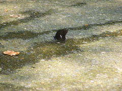 Papilio castor formosanus