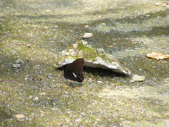 Papilio castor formosanus