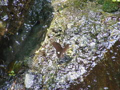 Papilio castor formosanus