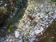 Papilio castor formosanus