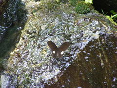Papilio castor formosanus