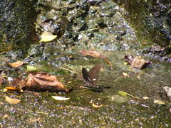 Papilio castor formosanus