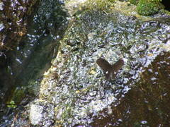 Papilio castor formosanus