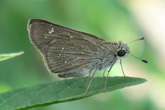 Pelopidas mathias mathias