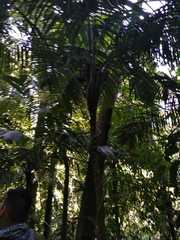 Astrocaryum mexicanum