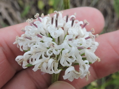Marshallia caespitosa