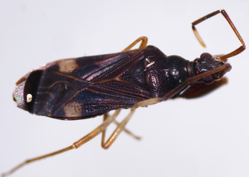 Bedunia nesiotes, 2024-01-24