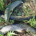 Amur Snakehead - Photo (c) Илья Самсонов, some rights reserved (CC BY-NC), uploaded by Илья Самсонов