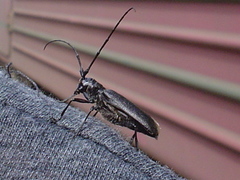 Monochamus sutor longulus